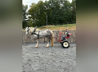 Draft Horse Mix, Gelding, 6 years, 17 hh, Grey-Dapple