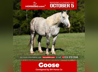 Draft Horse Mix, Gelding, 6 years, 17 hh, Grey-Dapple