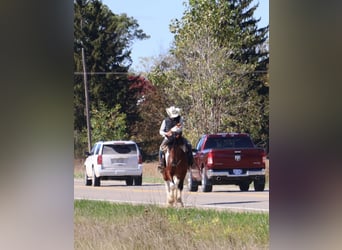 Draft Horse Mix, Gelding, 6 years, 17 hh, Pinto