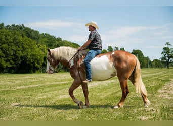Draft Horse, Gelding, 6 years, 17 hh, Pinto