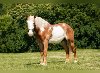 Draft Horse, Gelding, 6 years, 17 hh, Pinto