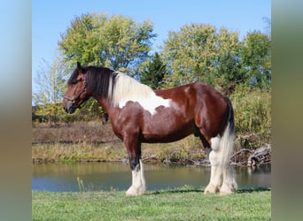 Draft Horse Mix, Gelding, 6 years, 17 hh, Pinto