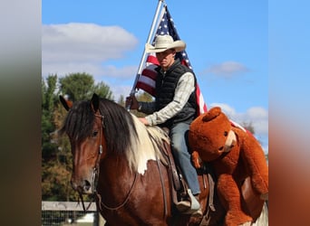 Draft Horse Mix, Gelding, 6 years, 17 hh, Pinto