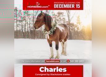 Draft Horse Mix, Gelding, 6 years, 17 hh, Pinto