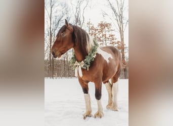 Draft Horse Mix, Gelding, 6 years, 17 hh, Pinto