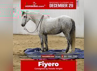 Draft Horse Mix, Gelding, 6 years, 17,1 hh, Grey