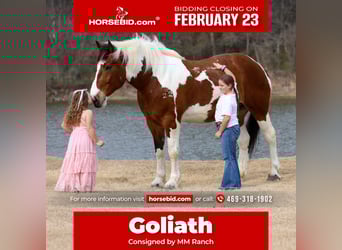 Draft Horse Mix, Gelding, 6 years, 18 hh, Pinto