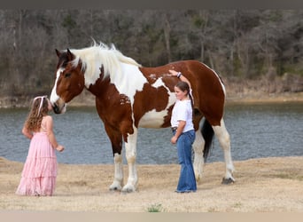 Draft Horse Mix, Gelding, 6 years, 18 hh, Pinto