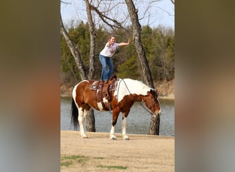Draft Horse Mix, Gelding, 6 years, 18 hh, Pinto