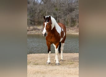 Draft Horse Mix, Gelding, 6 years, 18 hh, Pinto
