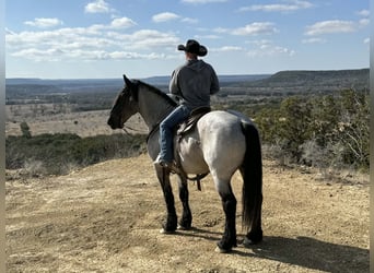 Draft Horse, Gelding, 6 years, 18 hh, Roan-Blue