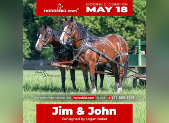 Draft Horse Mix, Gelding, 6 years, Bay