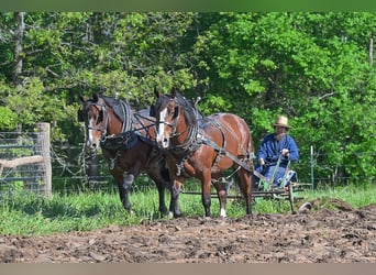 Draft Horse Mix, Gelding, 6 years, Bay