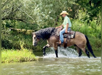 Draft Horse Mix, Gelding, 6 years, Buckskin