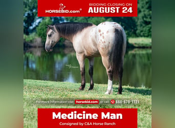 Draft Horse Mix, Gelding, 6 years, Buckskin