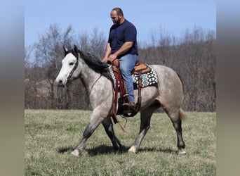 Draft Horse, Gelding, 6 years, Gray-Dapple