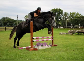 Draft Horse, Gelding, 6 years, Gray