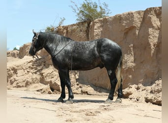 Draft Horse, Gelding, 6 years, Grey-Dapple