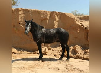 Draft Horse, Gelding, 6 years, Grey-Dapple