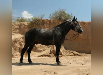 Draft Horse, Gelding, 6 years, Grey-Dapple