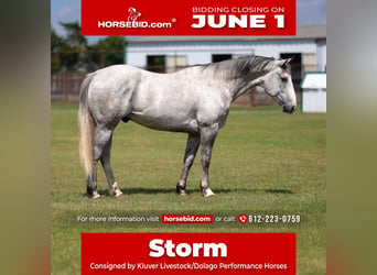 Draft Horse Mix, Gelding, 6 years, Grey