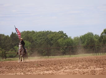 Draft Horse Mix, Gelding, 6 years, Grey