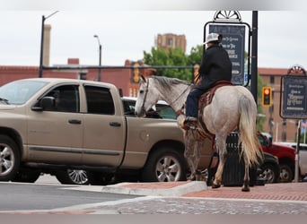 Draft Horse Mix, Gelding, 6 years, Grey