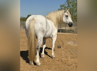 Draft Horse Mix, Gelding, 6 years, Grey