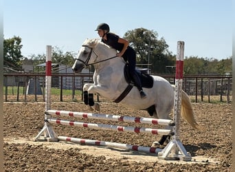Draft Horse Mix, Gelding, 6 years, Grey