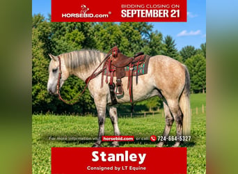 Draft Horse Mix, Gelding, 6 years, Grey