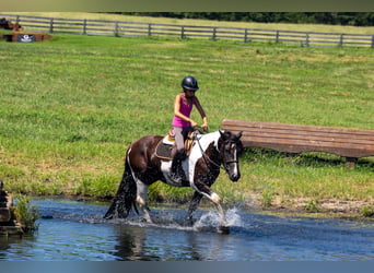 Draft Horse Mix, Gelding, 6 years, Pinto