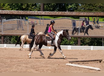 Draft Horse Mix, Gelding, 6 years, Pinto