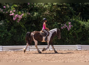 Draft Horse Mix, Gelding, 6 years, Pinto