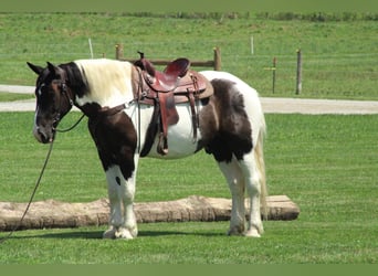 Draft Horse Mix, Gelding, 6 years, Pinto