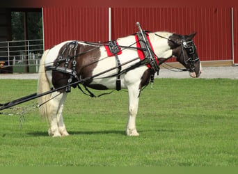 Draft Horse Mix, Gelding, 6 years, Pinto