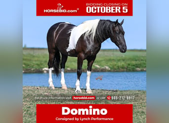 Draft Horse Mix, Gelding, 6 years, Pinto