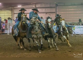 Draft Horse Mix, Gelding, 6 years, Pinto
