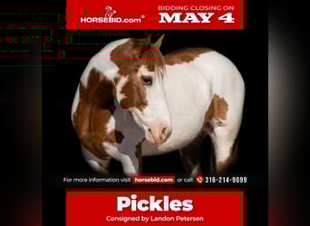 Draft Horse Mix, Gelding, 6 years, Pinto