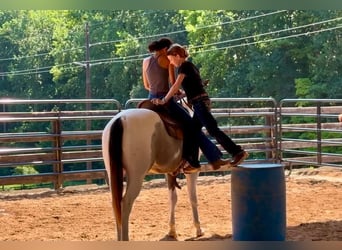 Draft Horse Mix, Gelding, 6 years, Pinto