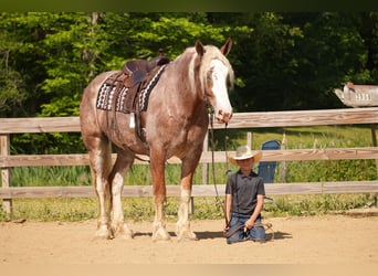 Draft Horse Mix, Gelding, 6 years, Roan-Red