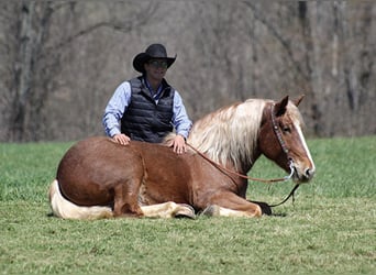 Draft Horse, Gelding, 6 years, Roan-Red