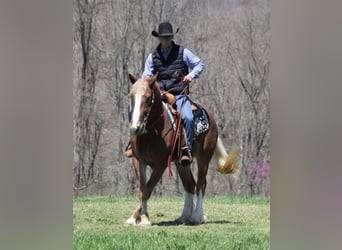 Draft Horse, Gelding, 6 years, Roan-Red