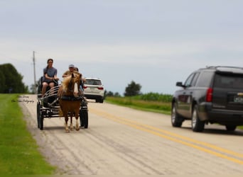 Draft Horse Mix, Gelding, 6 years, Sorrel