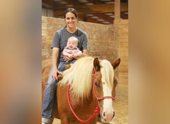 Draft Horse Mix, Gelding, 6 years, Sorrel