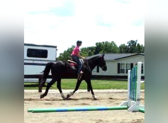 Draft Horse, Gelding, 6 years, Tobiano-all-colors