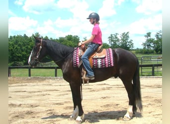Draft Horse, Gelding, 6 years, Tobiano-all-colors