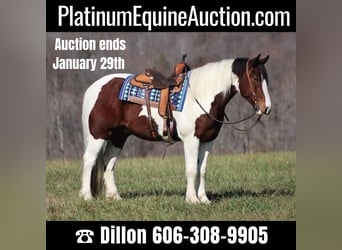 Draft Horse, Gelding, 6 years, Tobiano-all-colors