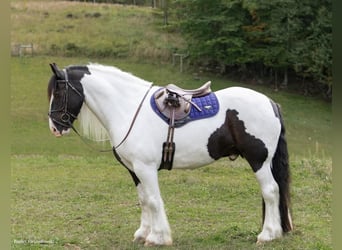 Draft Horse, Gelding, 6 years, Tobiano-all-colors