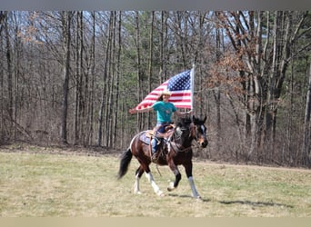 Draft Horse, Gelding, 6 years, Tobiano-all-colors