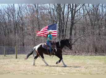 Draft Horse, Gelding, 6 years, Tobiano-all-colors